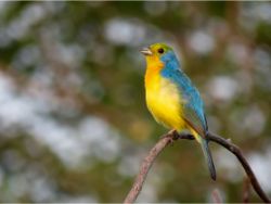 Orange-breasted Bunting